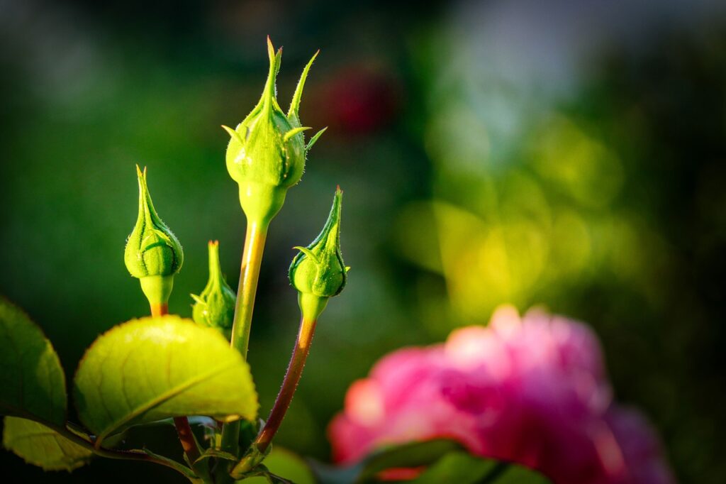 Blütenknospe am Blumenstängel