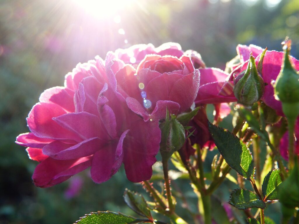 Rosa Blume im Sonnenschein