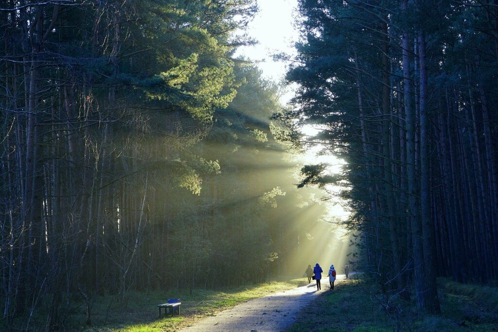 Waldweg