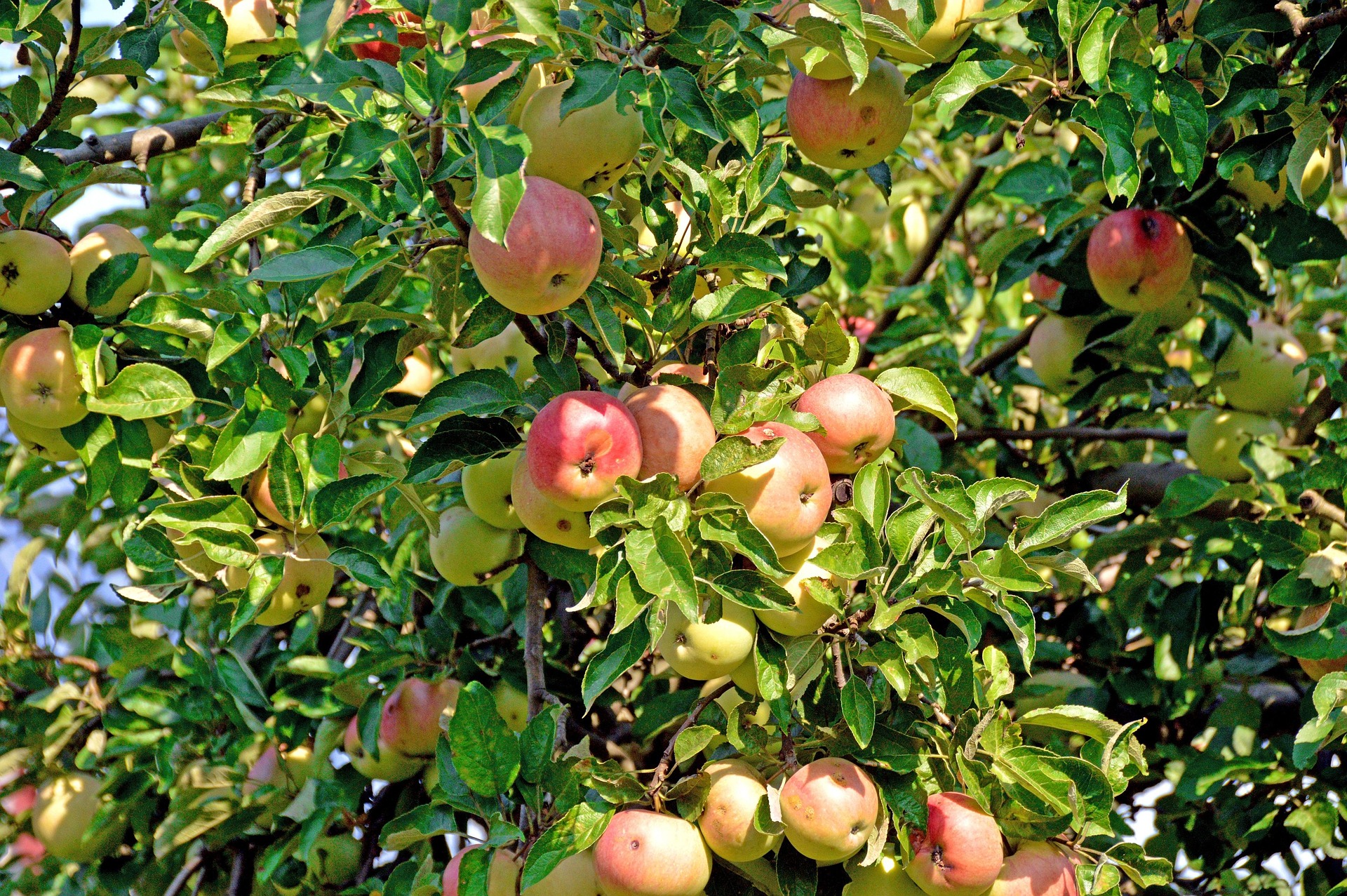 Äpfel am Apfelbaum